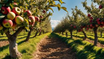 2025: Apfel-Rekordjahr und üppige Kartoffelernte in Deutschland